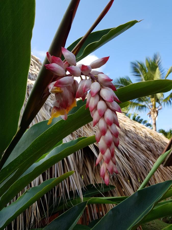 Solazul Bed & Breakfast Las Galeras Exterior foto